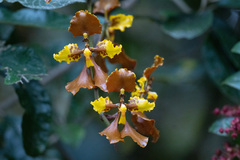 Cyrtochilum tetracopis