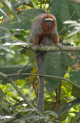 Plecturocebus ornatus