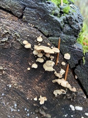 Panellus