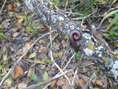 Narceus americanus