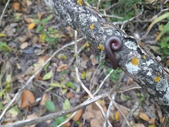 Narceus americanus