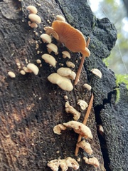 Panellus