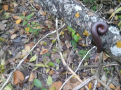 Narceus americanus