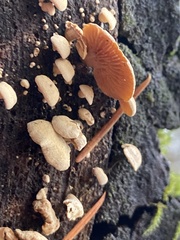 Panellus