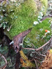 Dicranum montanum