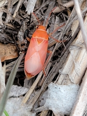 Lygaeus kalmii