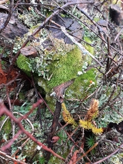 Dicranum montanum