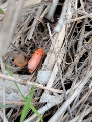 Lygaeus kalmii