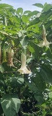 Brugmansia arborea