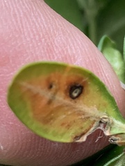 Monarthropalpus flavus