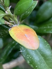 Monarthropalpus flavus