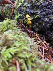 Mycena oregonensis
