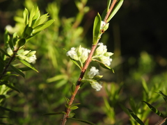 Styphelia leptospermoides