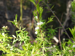 Styphelia leptospermoides
