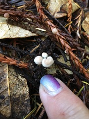 Paragymnopus sequoiae