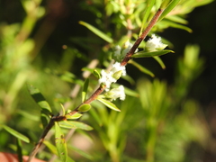 Styphelia leptospermoides