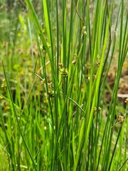 Juncus holoschoenus