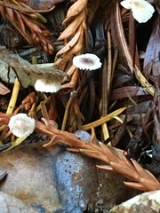 Paragymnopus sequoiae