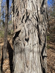Carya carolinae-septentrionalis