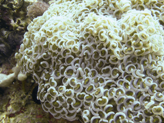 Fimbriaphyllia ancora