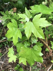 Liquidambar