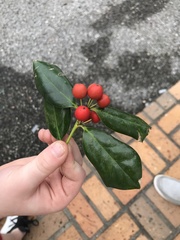 Ilex