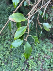 Elaeagnus thunbergii