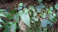 Stegnogramma wilfordii