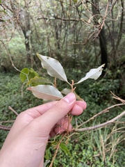 Elaeagnus thunbergii