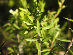 Styphelia leptospermoides
