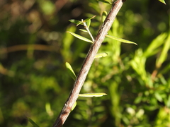 Styphelia leptospermoides
