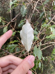 Elaeagnus thunbergii