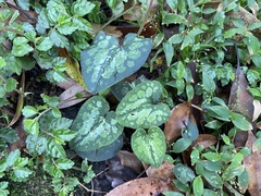 Asarum macranthum