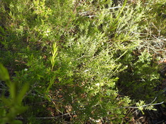 Styphelia leptospermoides