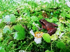 Craugastor podiciferus