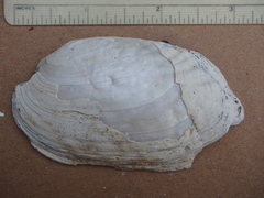 Lasmigona costata