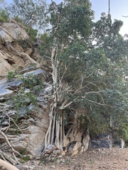 Ficus petiolaris palmeri