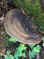 Ganoderma brownii