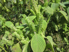 Perilla frutescens