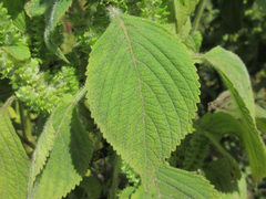 Perilla frutescens