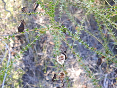 Acacia hubbardiana