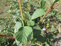 Rubus ellipticus