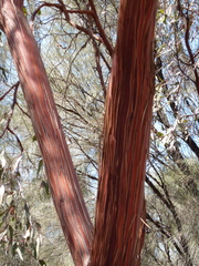 Eucalyptus caesia caesia