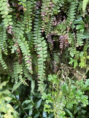 Osmolindsaea odorata