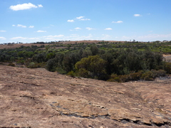Eucalyptus caesia caesia