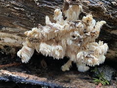 Hericium abietis