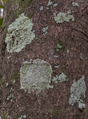 Heterodermia albicans