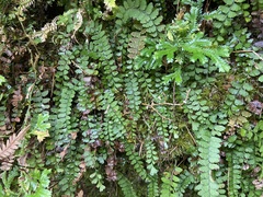 Osmolindsaea odorata