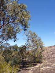 Eucalyptus caesia caesia