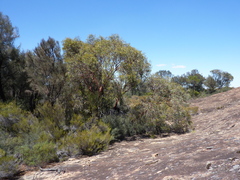 Eucalyptus caesia caesia